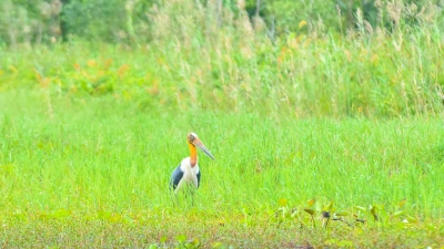 Già đẫy Java bất ngờ trở lại Vườn quốc gia U Minh Thượng 