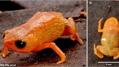 Phát hiện loài cóc bí ngô mới gây sốt rừng Amazon Brazil
