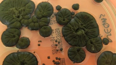 Khám phá bí ẩn của nấm sống trong vùng độc hại Chernobyl