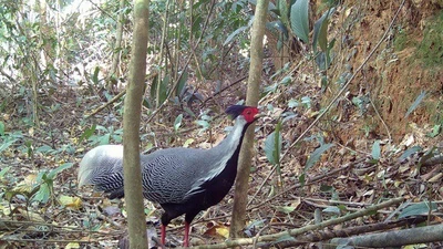 Bẫy ảnh ghi lại loạt động vật quý hiếm Sách Đỏ xuất hiện Quảng Ngãi