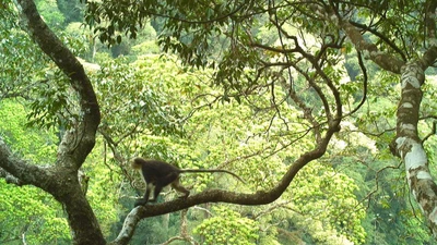 Phát hiện nhiều loài động vật quý hiếm tại Cao nguyên đá Đồng Văn