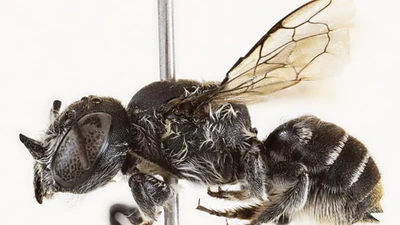 Phát hiện loài ong mới với chiếc sừng quỷ bí ẩn ở Tây Australia