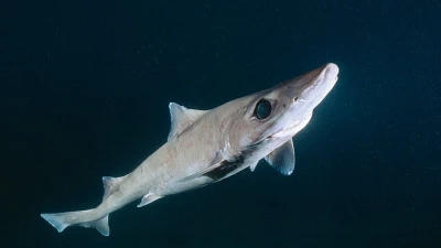 Sự nguy cấp của cá mập gulper vì lợi ích từ squalene trong ngành mỹ phẩm
