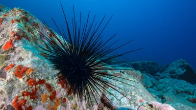 Truy tìm nguyên nhân nhím biển chết hàng loạt 