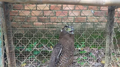 Loài diều hoa Miến Điện bị thương được cứu hộ tại Quảng Trị