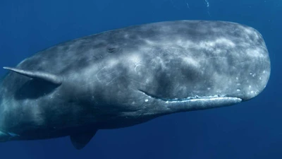 Cá voi và bí ẩn của ngôn ngữ dưới biển: Giao tiếp theo quy tắc rõ ràng