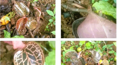 Thanh Hóa phát hiện loài lan dược liệu quý hiếm trong khu bảo tồn thiên nhiên