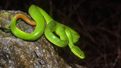 Vào mùa hung hãn, rắn đuôi đỏ liên tục tấn công người