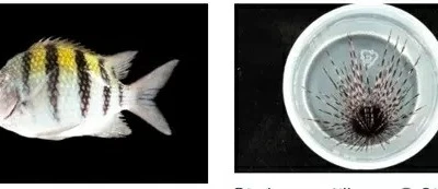 Phát hiện hơn 100 loài sinh vật mới tại Guadeloupe trong cuộc thám hiểm lớn