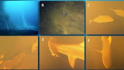 Bất ngờ xuất hiện đàn cá mập bơi trong miệng núi lửa dưới đáy biển