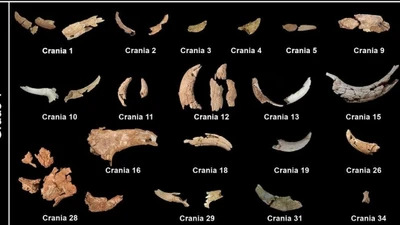 Tại sao người Neanderthal thu thập hộp sọ động vật?