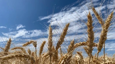 Gene cổ xưa giúp tăng năng suất lúa mì