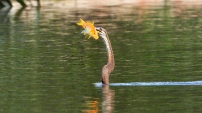 Bất ngờ phát hiện chim cổ rắn quý hiếm, người dân lập tức bàn giao
