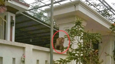 Loài khỉ quý hiếm đuôi lợn tấn công người dân Thanh Hóa
