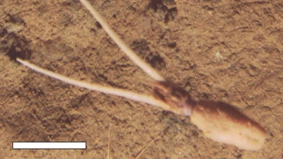 Mực biển sâu lộn ngược và hành vi bí ẩn chưa từng ghi nhận