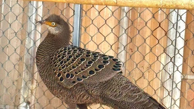 Người dân Nghệ An giao nộp gà tiền mặt vàng quý hiếm 