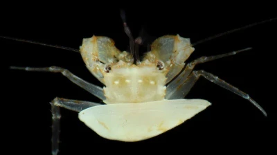 Khám phá bí ẩn của biển sâu Thái Bình Dương với 20 loài mới được xác nhận