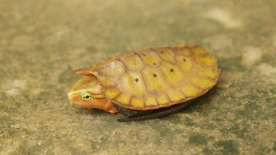 Thanh Hóa gây sốt với phát hiện các loài động vật quý hiếm mới