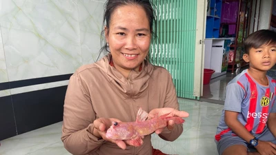 Loài cá thòi lòi màu hồng độc đáo gây chú ý tại Cà Mau