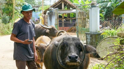 Trâu ‘đặc biệt’ có sừng hình chữ ‘O’ thu hút sự chú ý ở Đà Nẵng