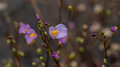 Sự hồi sinh kỳ diệu của hoa nhĩ cán tím tại Vườn Quốc gia Tràm Chim
