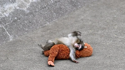 Bí ẩn về hành vi bỏ rơi của mẹ khỉ tại Nhật Bản