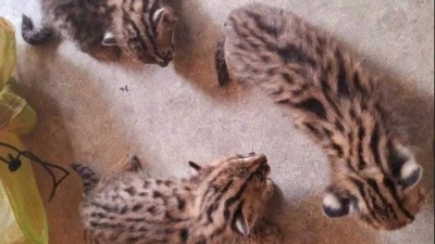 Chăm sóc mèo rừng con bị lạc, tỉnh Tây Ninh đảm bảo bảo vệ loài quý hiếm