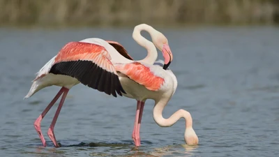 Sự thật bất ngờ phía sau sắc hồng rực rỡ của chim hồng hạc