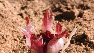 Bí ẩn loài lan nở hoa dưới lòng đất không ai thấy