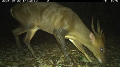 Bước tiến trong bảo tồn động vật hoang dã ở Việt Nam qua khảo sát mới