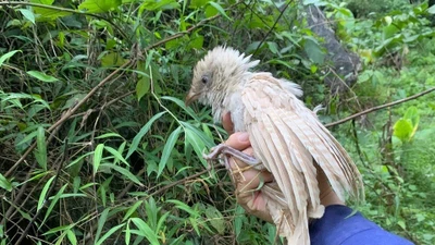 Bìm bịp bạch tạng xuất hiện tại Việt Nam, gây chú ý cộng đồng bảo tồn