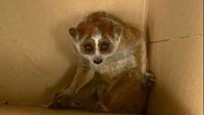 Người dân Thanh Hóa tự nguyện giao nộp cu li nhỏ quý hiếm cho kiểm lâm