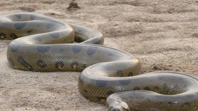 Trăn Anaconda có kích thước khủng từ cách đây 12 triệu năm 