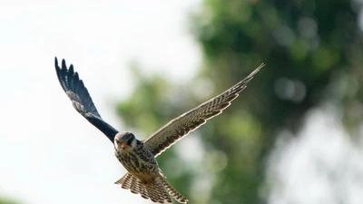 Chim cắt Amur dạo chơi trên bầu trời Hà Nội thu hút giới nhiếp ảnh