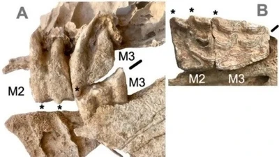 Hài cốt phụ nữ chôn cùng con la cổ 2.700 năm tại Tây Ban Nha