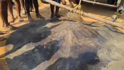 Ngư dân bắt được cá đuối khổng lồ nặng hơn 100 kg