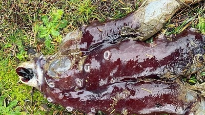 Phát hiện bạch tuộc '7 chân' kỳ lạ trôi dạt vào Scotland