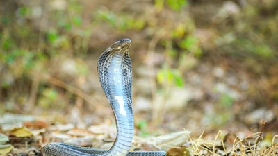 Rắn hổ mang châu Á: Đặc điểm, môi trường và hành vi săn mồi