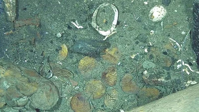 Phát hiện mới về tàu đắm San José và kho báu khổng lồ 300 năm tuổi