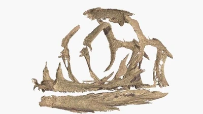 Khám phá phôi khủng long 200 triệu năm tuổi bằng công nghệ 3D hiện đại