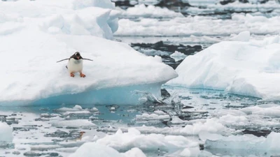 Bắc Cực nóng kỷ lục kéo theo hậu quả đáng sợ gì?