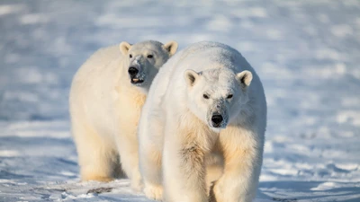 Gấu Bắc Cực tiến hóa nhanh nhờ gene nhảy đối phó biến đổi khí hậu