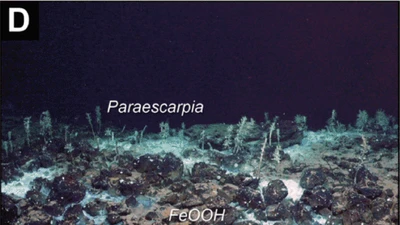 Phát hiện miệng thủy nhiệt và khí methane hiếm gặp