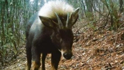 Khám phá các loài động vật tưởng đã tuyệt chủng bất ngờ tái xuất