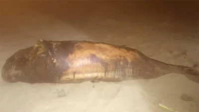 Xác cá voi hơn 30 kg dạt vào bờ biển Phù Mỹ Đông, toàn thân trầy xước