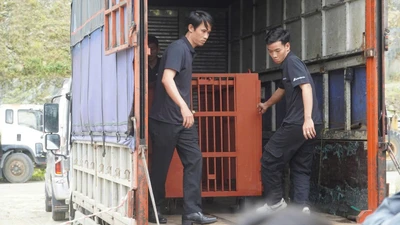 Gấu ngựa quý hiếm được cứu hộ sau hơn 25 năm nuôi nhốt 