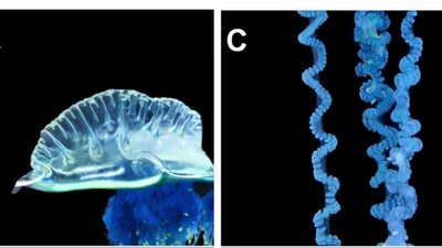 Sự xuất hiện của sứa màu xanh lam cảnh báo biến đổi khí hậu đại dương