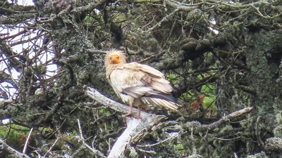 Lần đầu tiên sau hơn 150 năm, kền kền Ai Cập xuất hiện tại Anh