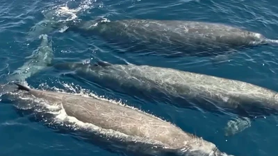 Phát hiện đột phá: Cá voi mõm dài rẻ quạt lần đầu xuất hiện trong tự nhiên