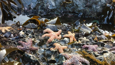 Thảm kịch 5 tỷ sao biển chết: Nguyên nhân gây sốc vừa được giải mã